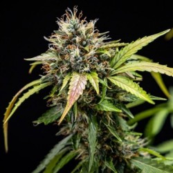 North Thunderfuck Auto semi cannabis Royal Queen Seeds