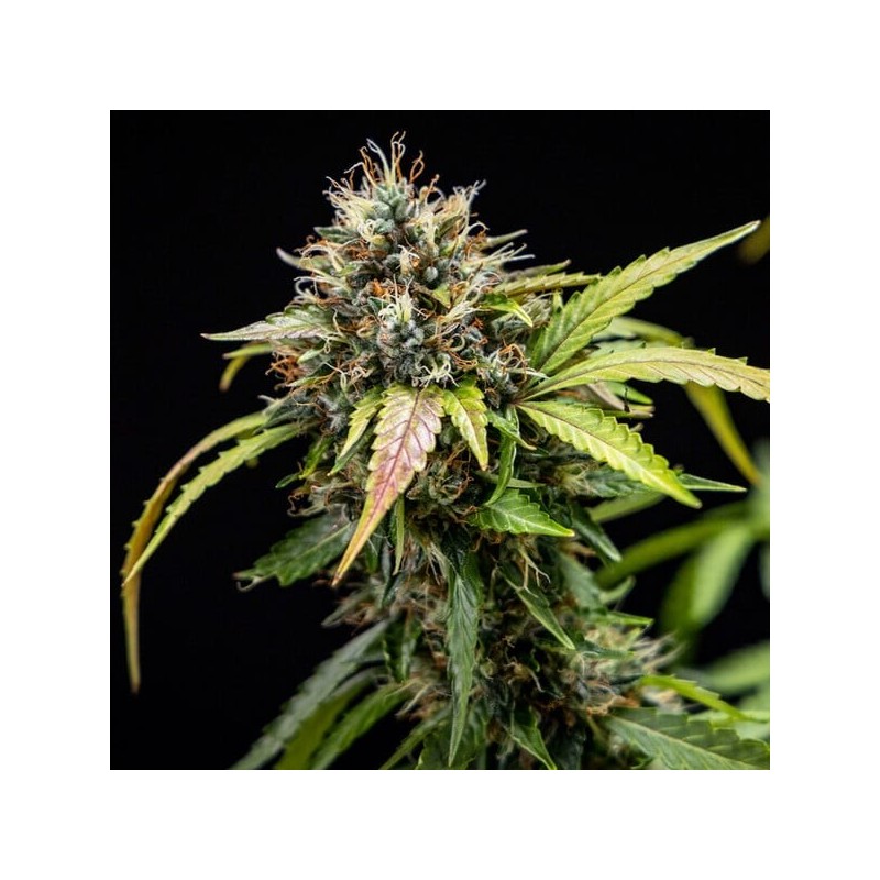 North Thunderfuck Auto semi cannabis Royal Queen Seeds