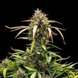 North Thunderfuck Auto semi cannabis Royal Queen Seeds