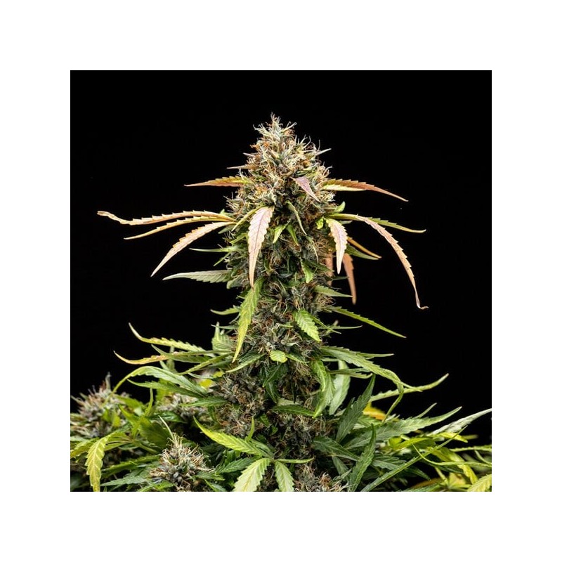 North Thunderfuck Auto semi cannabis Royal Queen Seeds