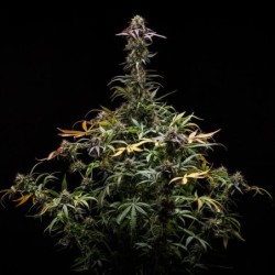 North Thunderfuck Auto semi cannabis Royal Queen Seeds
