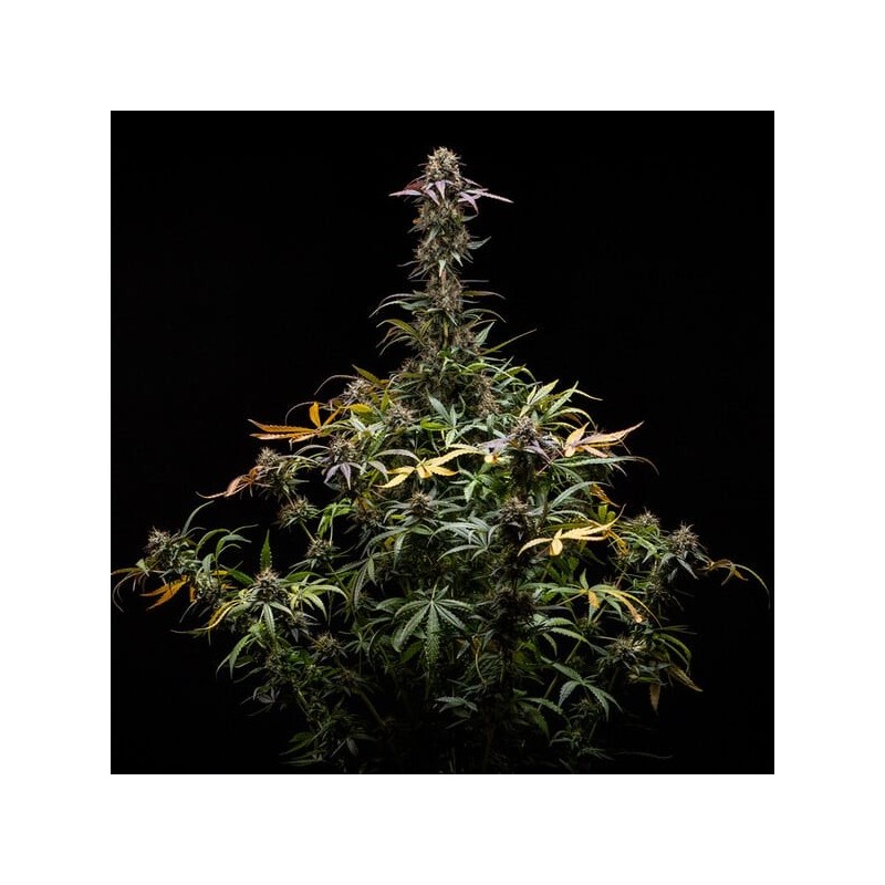 North Thunderfuck Auto semi cannabis Royal Queen Seeds