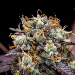 North Thunderfuck Auto semi cannabis Royal Queen Seeds