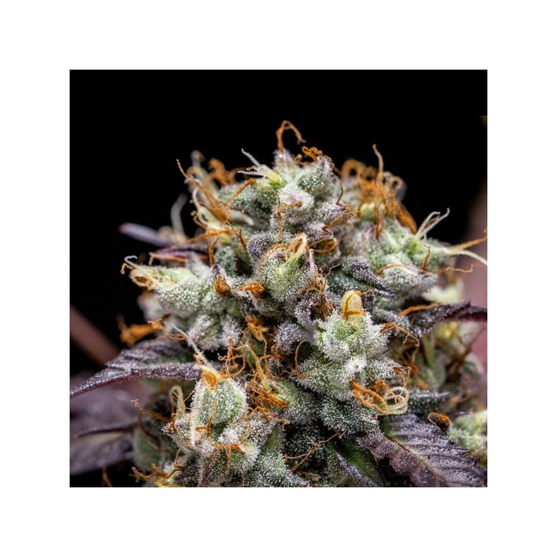 North Thunderfuck Auto semi cannabis Royal Queen Seeds