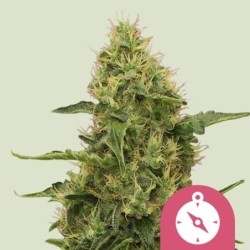 Northern Light semi cannabis Royal Queen Seeds