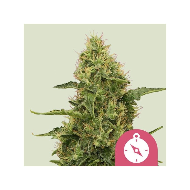 Northern Light semi cannabis Royal Queen Seeds