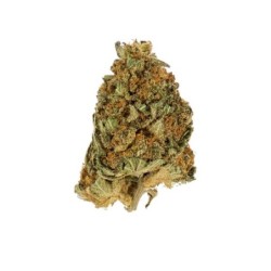 Northern Light semi cannabis Royal Queen Seeds