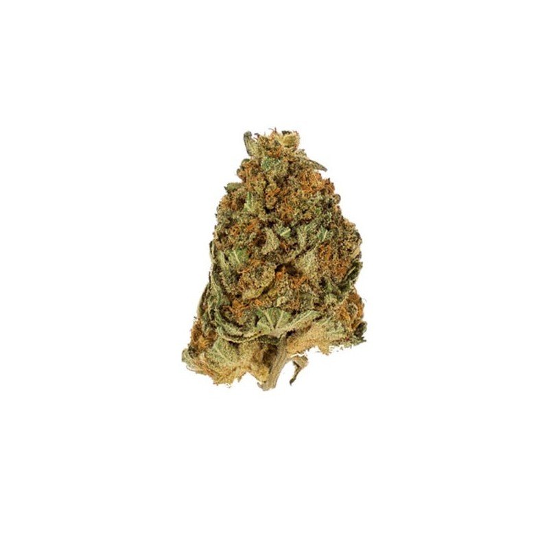 Northern Light semi cannabis Royal Queen Seeds