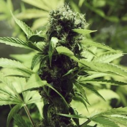 Northern Light semi cannabis Royal Queen Seeds