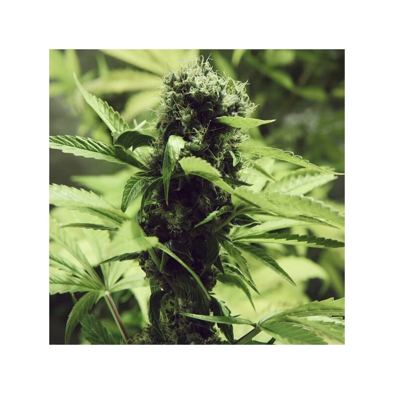 Northern Light semi cannabis Royal Queen Seeds