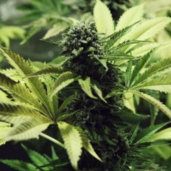 Northern Light semi cannabis Royal Queen Seeds