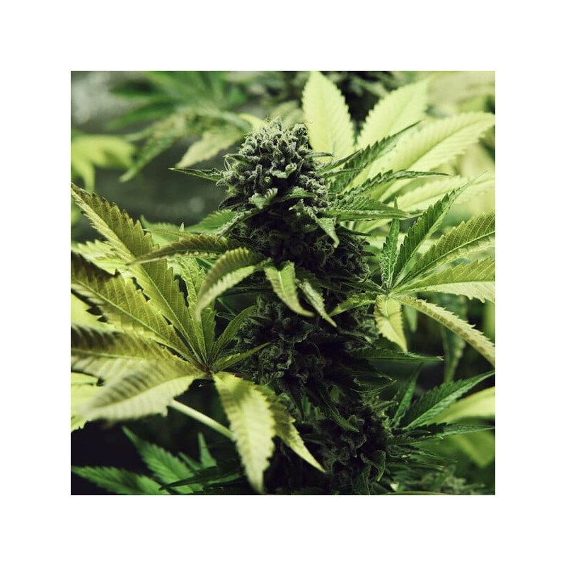 Northern Light semi cannabis Royal Queen Seeds