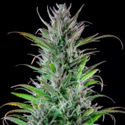 Northern Light semi cannabis Royal Queen Seeds