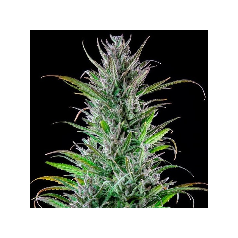 Northern Light semi cannabis Royal Queen Seeds