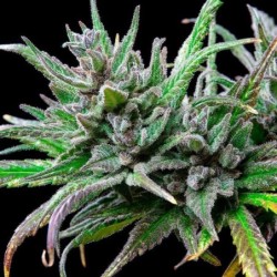 Northern Light semi cannabis Royal Queen Seeds