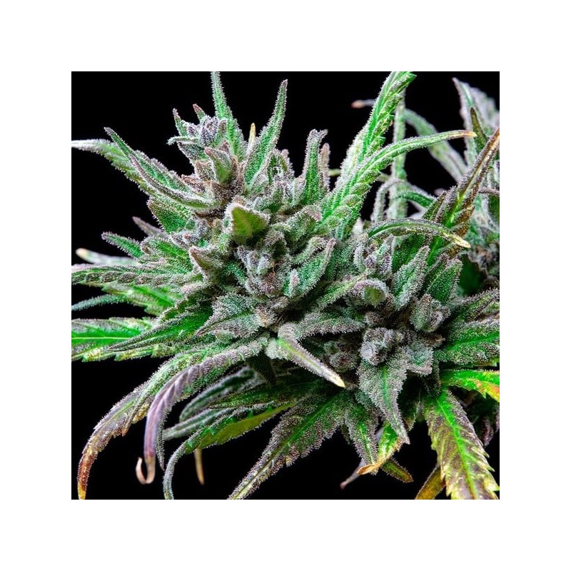 Northern Light semi cannabis Royal Queen Seeds