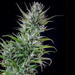 Northern Light semi cannabis Royal Queen Seeds