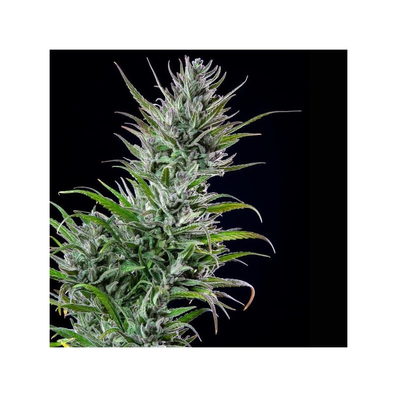 Northern Light semi cannabis Royal Queen Seeds