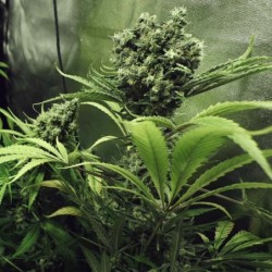 Northern Light semi cannabis Royal Queen Seeds