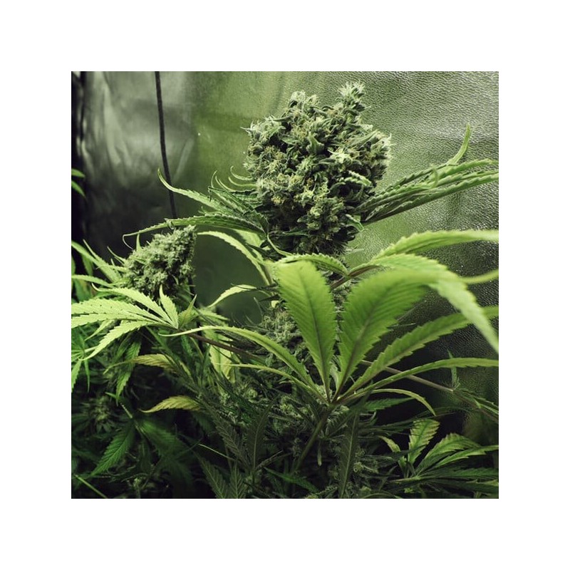 Northern Light semi cannabis Royal Queen Seeds
