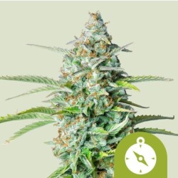Northern Light Auto semi cannabis Royal Queen Seeds