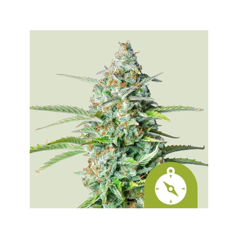 Northern Light Auto semi cannabis Royal Queen Seeds