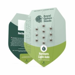 Northern Light Auto semi cannabis Royal Queen Seeds