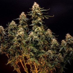 Northern Light Auto semi cannabis Royal Queen Seeds