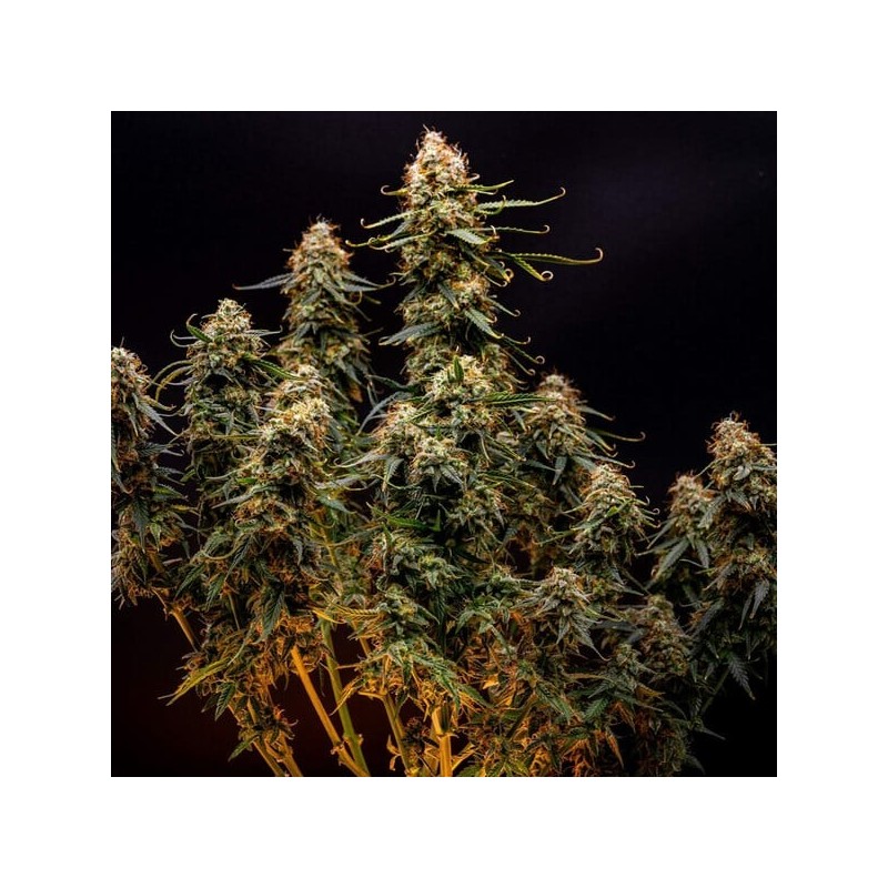 Northern Light Auto semi cannabis Royal Queen Seeds