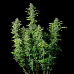 Northern Light Auto semi cannabis Royal Queen Seeds