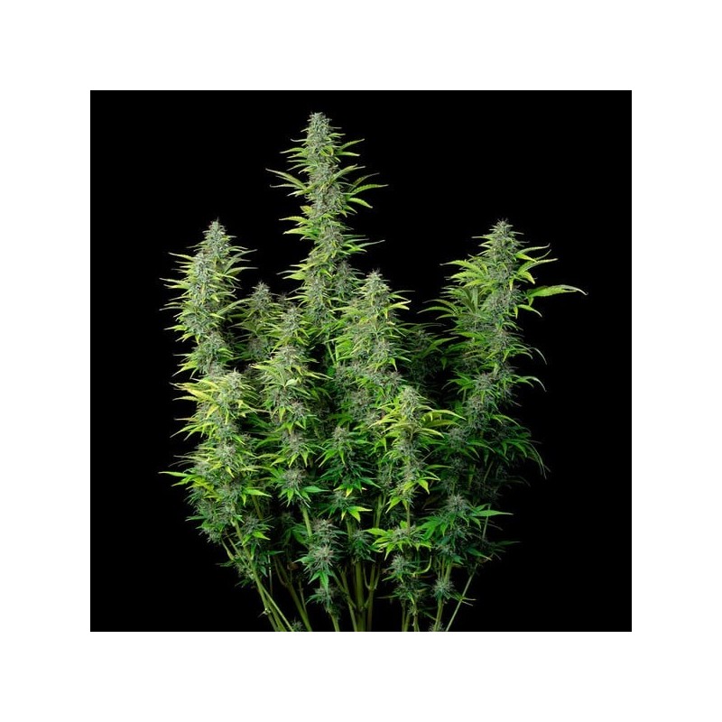 Northern Light Auto semi cannabis Royal Queen Seeds