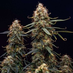 Northern Light Auto semi cannabis Royal Queen Seeds