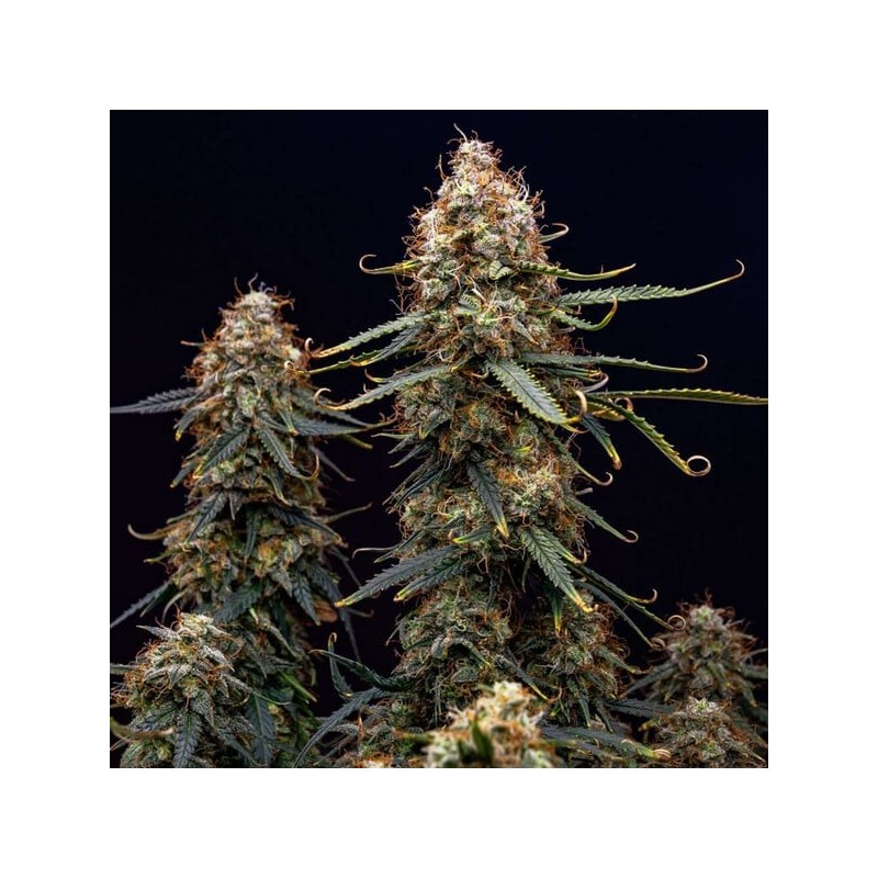 Northern Light Auto semi cannabis Royal Queen Seeds
