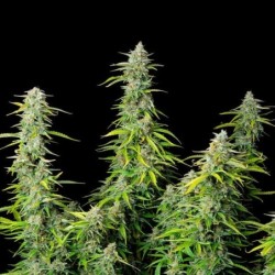 Northern Light Auto semi cannabis Royal Queen Seeds