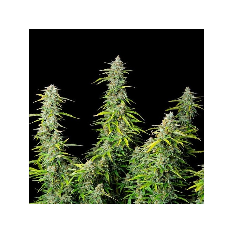 Northern Light Auto semi cannabis Royal Queen Seeds