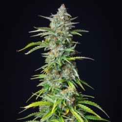 Northern Light Auto semi cannabis Royal Queen Seeds