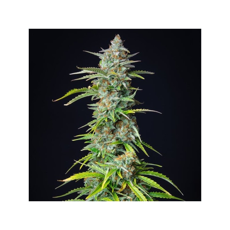 Northern Light Auto semi cannabis Royal Queen Seeds