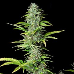 Northern Light Auto semi cannabis Royal Queen Seeds