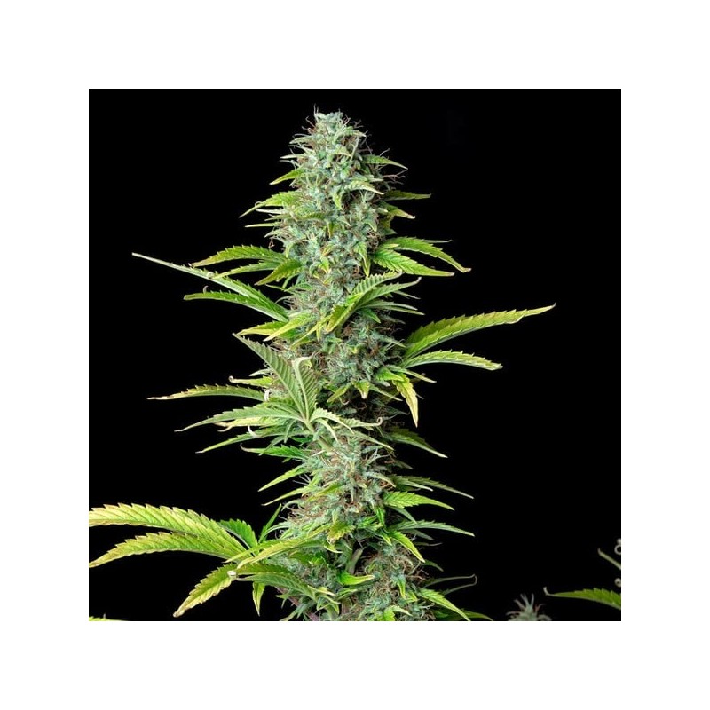 Northern Light Auto semi cannabis Royal Queen Seeds