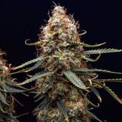 Northern Light Auto semi cannabis Royal Queen Seeds