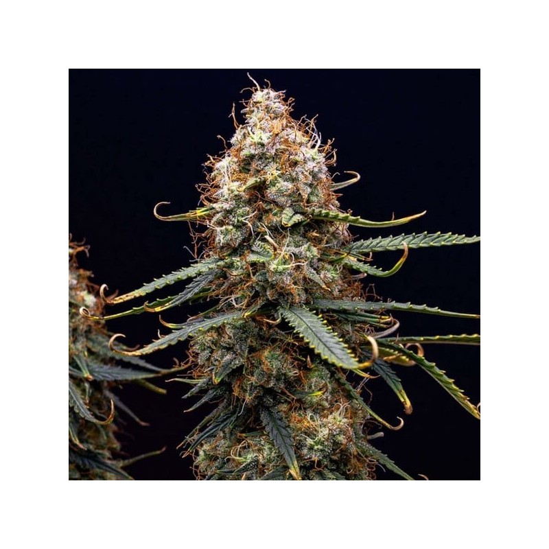 Northern Light Auto semi cannabis Royal Queen Seeds