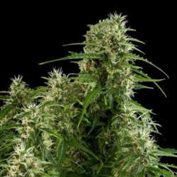 Northern Light Auto semi cannabis Royal Queen Seeds