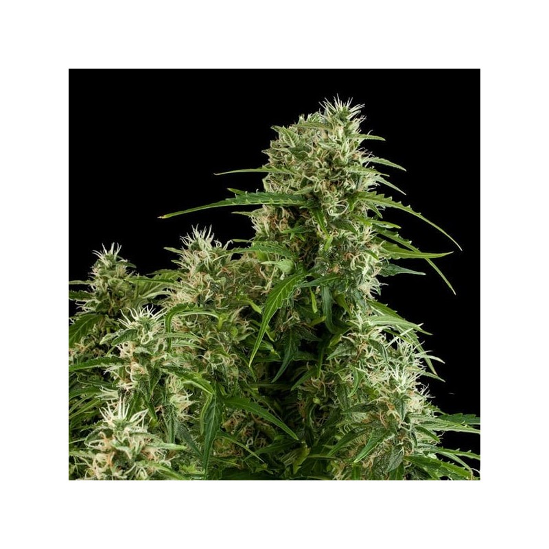 Northern Light Auto semi cannabis Royal Queen Seeds