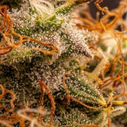 Northern Light Auto semi cannabis Royal Queen Seeds