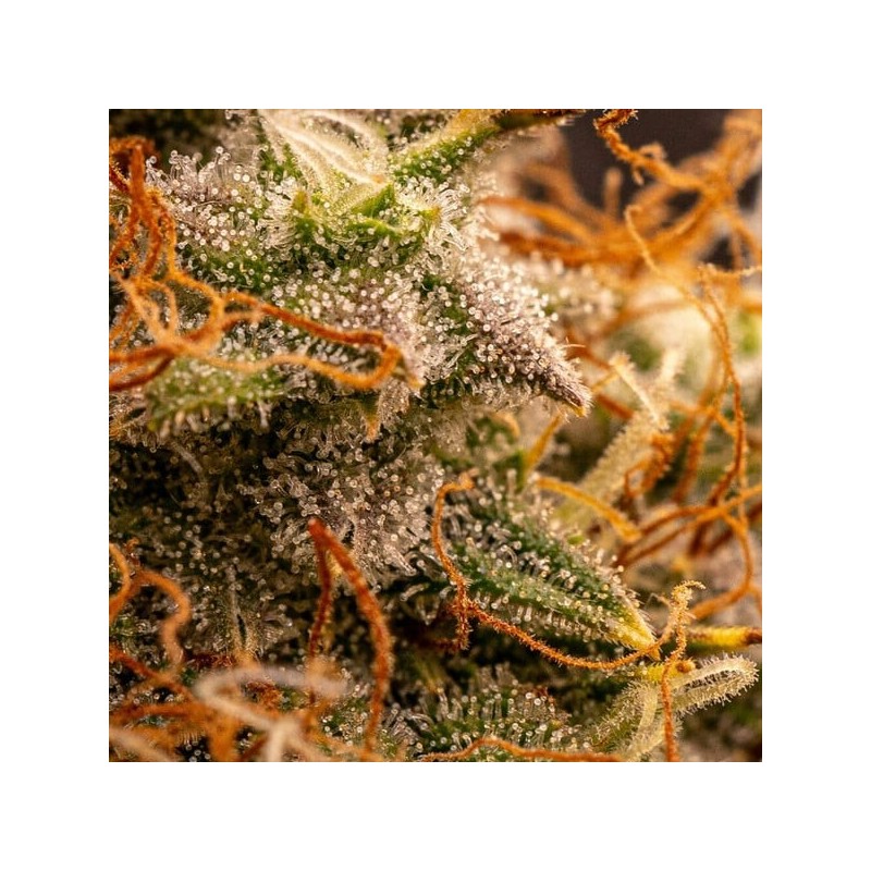 Northern Light Auto semi cannabis Royal Queen Seeds
