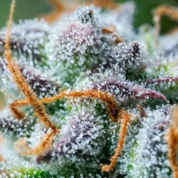 Northern Light Auto semi cannabis Royal Queen Seeds