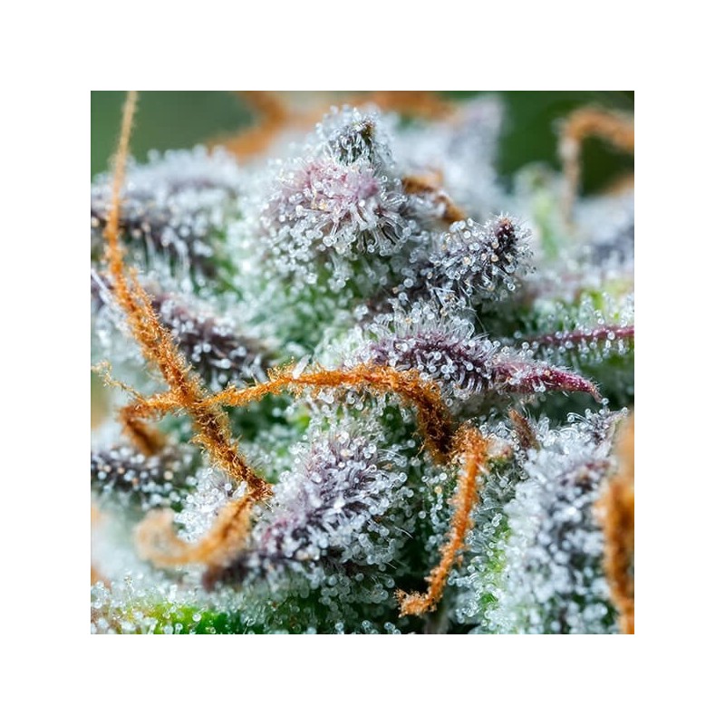 Northern Light Auto semi cannabis Royal Queen Seeds