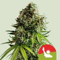 NYC Sour D Auto semi cannabis Royal Queen Seeds