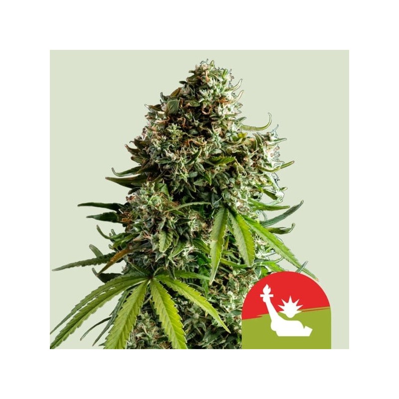 NYC Sour D Auto semi cannabis Royal Queen Seeds