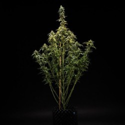 NYC Sour D Auto semi cannabis Royal Queen Seeds